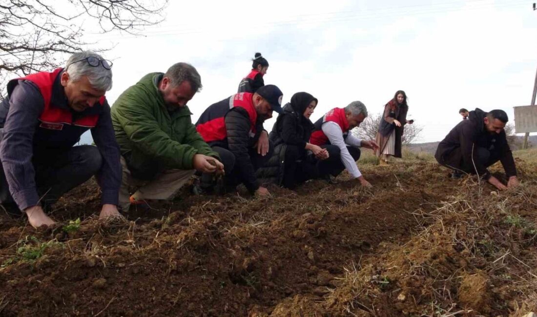 Kastamonu Üniversitesi, "Tıbbi ve Aromatik Bitkilerin Ekonomiye Kazandırılması" projesi çerçevesinde