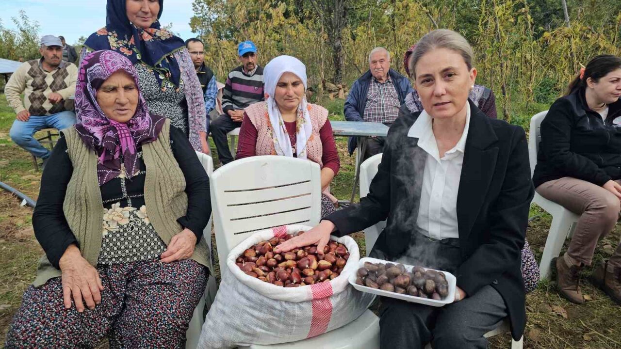 Aydın'ın Nazilli ilçesinde 1300 rakımlı Kaşıkçılar Mahallesi'nde kestane hasadı yapıldı.