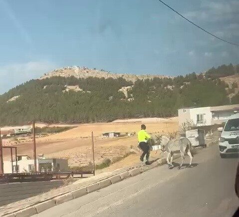 Adıyaman'da Esentepe Mahallesi'nde kaybolmuş bir eşek, trafiği tehlikeye attı. Olay