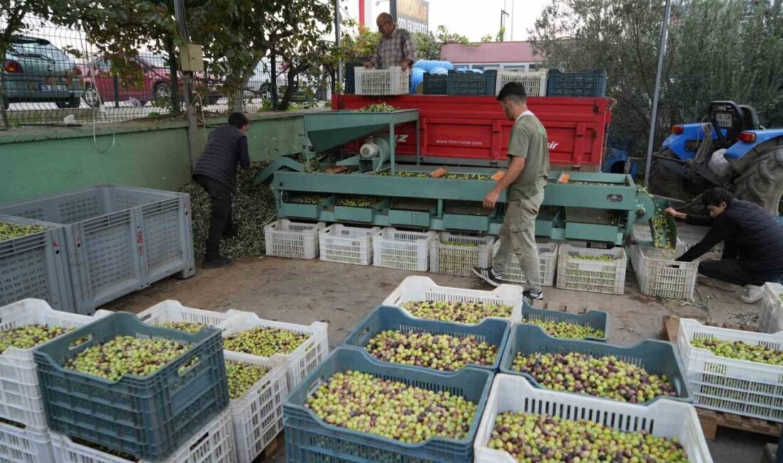Kazdağları’nda Yeşil Çizik Zeytin Hasadı İçin Elek Çalışmaları Başladı Balıkesir Kazdağları'nda hasadı başlayan coğrafi işaretli yeşil çizik zeytinlerde, Edremit