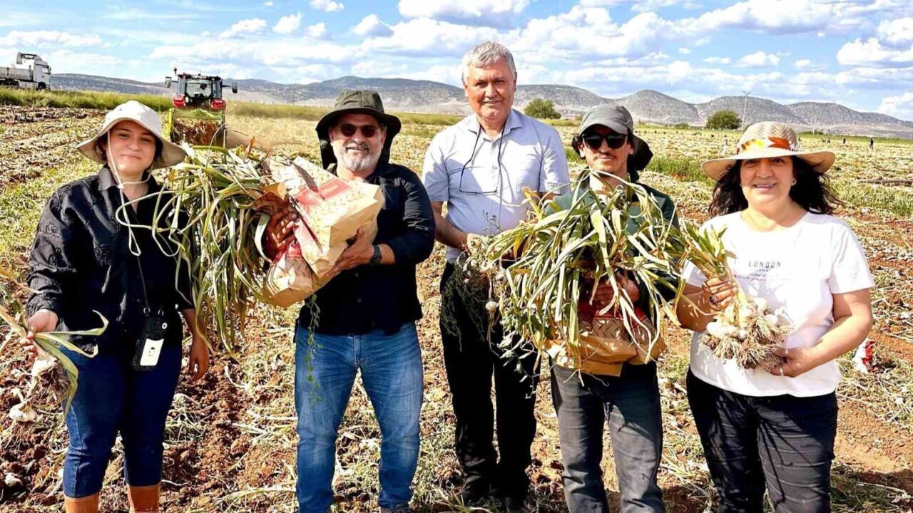 Karabük Üniversitesi, Dr. Kamil Sarpkaya öncülüğünde TÜBİTAK destekli projeyle sarımsakta