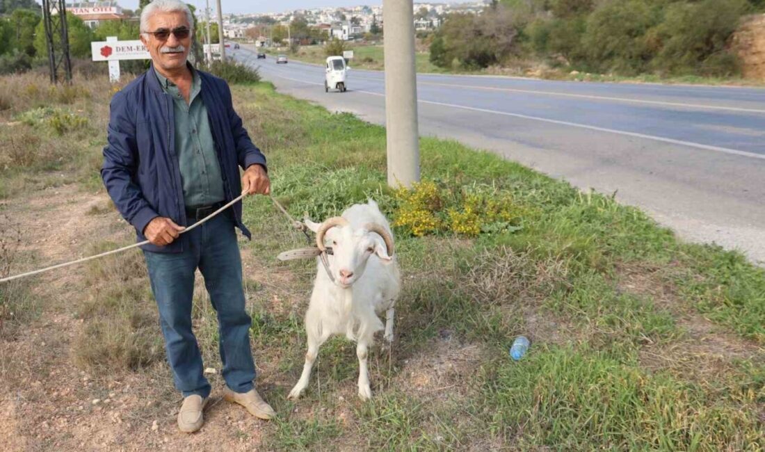 Didim’de Hayvan Besleyerek Geleneksel Yaşamı Yeniden T keşfeden 71 Yaşındaki Emekli: “Keçilerimle Daha Sağlıklı ve Mutluyum” Çorum'dan Didim'e tatile gelen 71 yaşındaki Aslan Arslan, köy hayatını