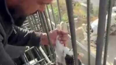 Adıyaman'da inşaatta kiriş demirleri arasında mahsur kalan kedi, işçilerin dikkatini