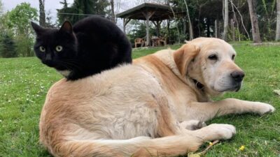 Düzce, 2023 yılında ihracatına kedi ve köpek mamasını da ekleyerek,