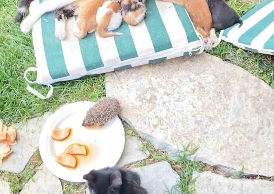 Kocaeli’de Anne Kedi ve Yavru Kirpiler Arasında Sıcak Dostluk Görüntülendi Kocaeli'nin Derince ilçesindeki bir bahçede, bir anne kedi kendi yavrularının