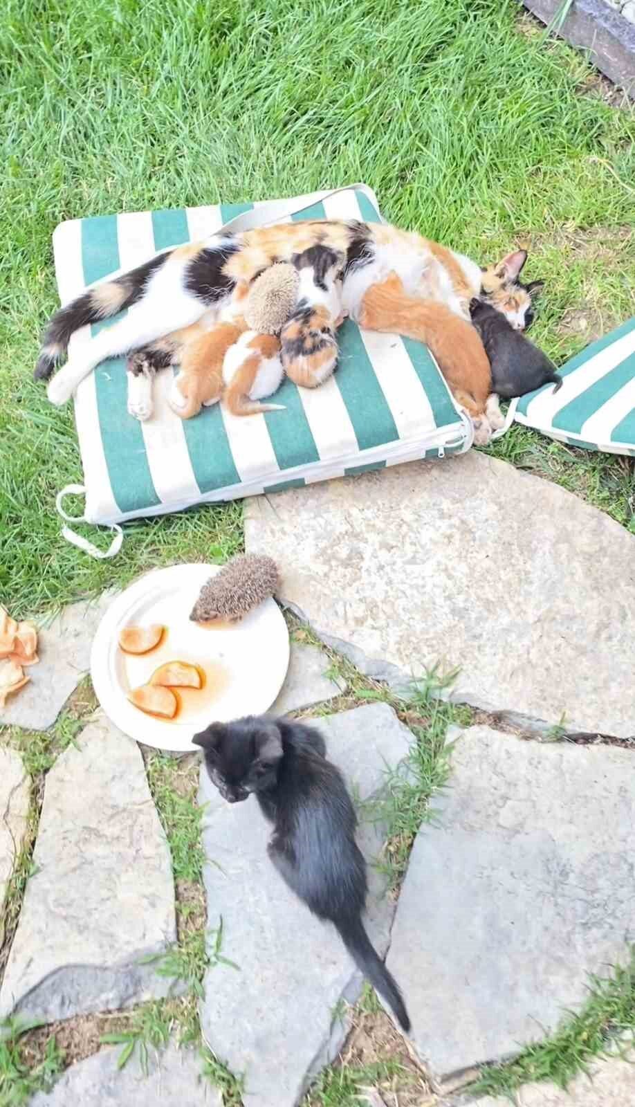 Kocaeli'nin Derince ilçesindeki bir bahçede, bir anne kedi kendi yavrularının