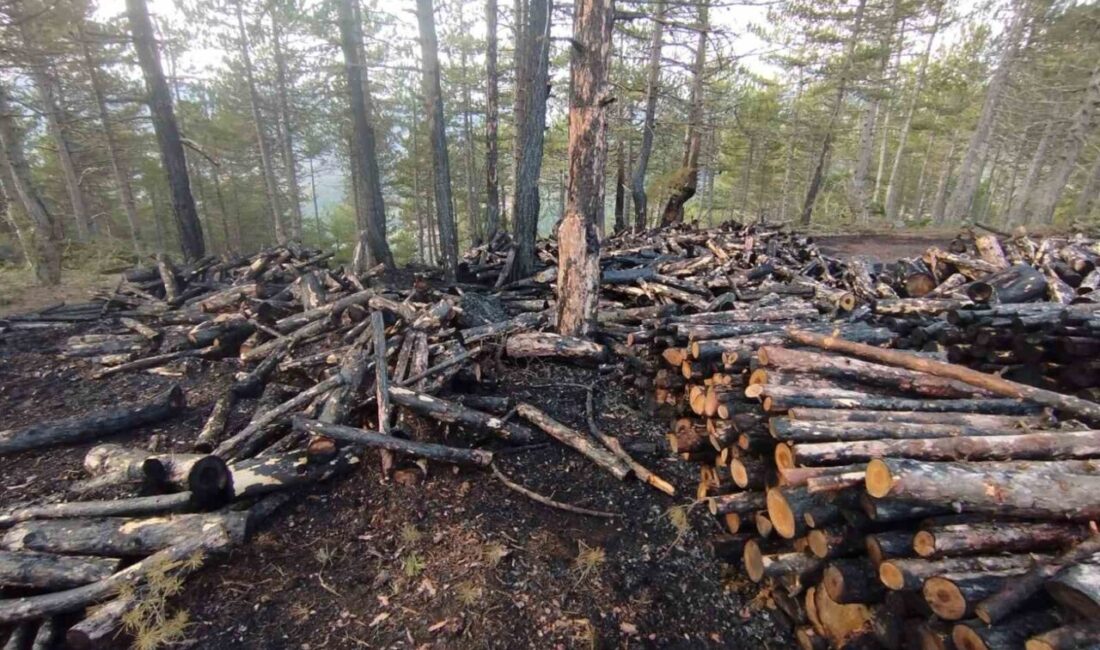 Çorum'un İskilip ilçesinde orman kesim alanında çıkan yangında, 80 ster