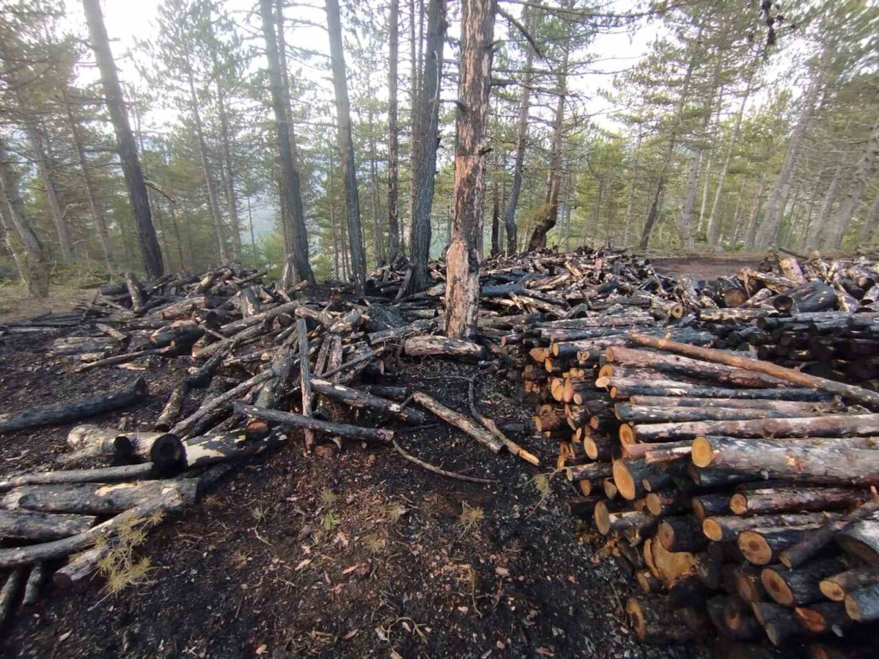 Çorum'un İskilip ilçesinde orman kesim alanında çıkan yangında, 80 ster