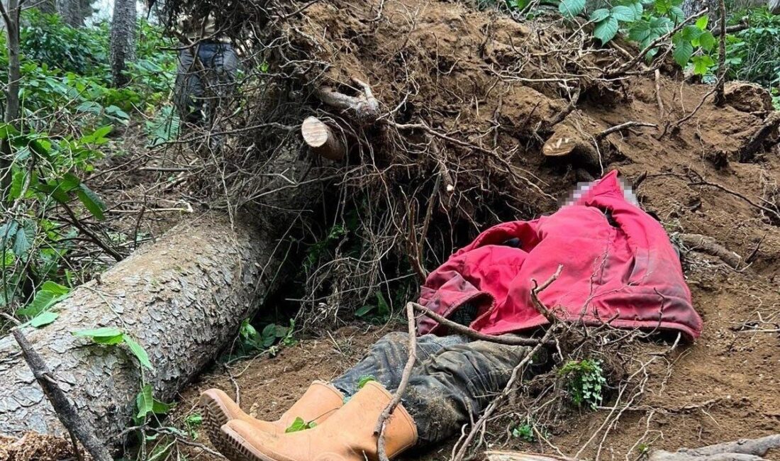 Karadağ Yaylası’nda Ağaç Kesimi Sırasında Devrilen Ağaç Altında Kalan Vatandaş Hayatını Kaybetti Trabzon'un Vakfıkebir ilçesindeki Karadağ Yaylası'nda, ağaç keserken devrilen ağaç altında