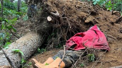 Trabzon'un Vakfıkebir ilçesindeki Karadağ Yaylası'nda, ağaç keserken devrilen ağaç altında