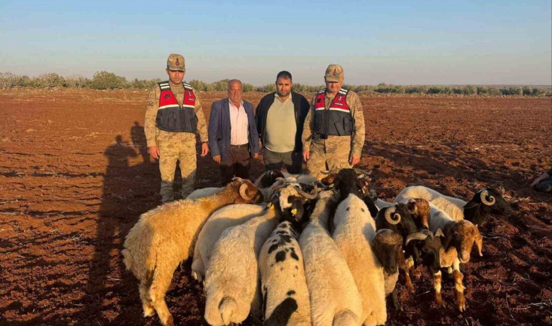 Kilis’te kaybolan 19 küçükbaş hayvan, jandarmanın hızlı müdahalesiyle kısa sürede sahibine geri verildi. Kilis'te 23 Kasım 2025'te kaybolan 19 küçükbaş hayvan, C.D.'nin jandarmaya