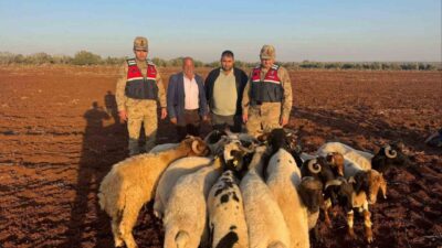 Kilis'te 23 Kasım 2025'te kaybolan 19 küçükbaş hayvan, C.D.'nin jandarmaya