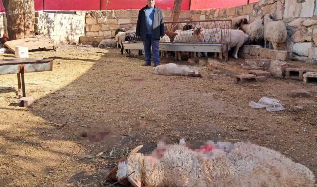 Kilis'in Tahtalı köyünde sabah saatlerinde bir kurt, bir ahıra girerek