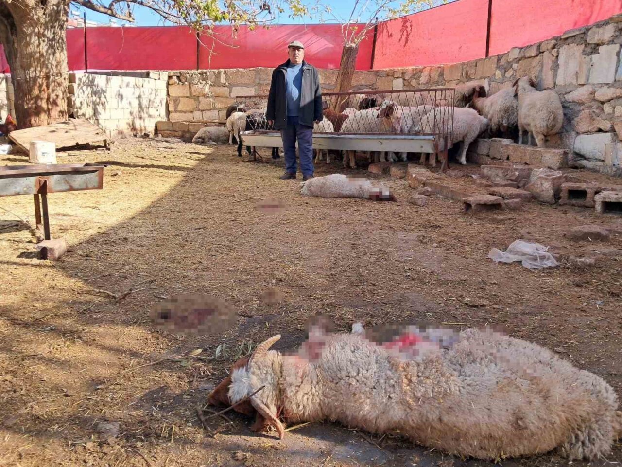 Kilis'in Tahtalı köyünde sabah saatlerinde bir kurt, bir ahıra girerek