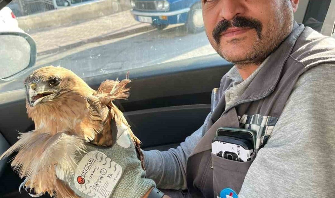 Kırşehir’de Yaralı Şahin Kurtarılarak Tedaviye Alındı Kırşehir'de bir vatandaş, görev sırasında yaralı bir şahin buldu. Güvenliğini