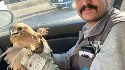 Kırşehir'de bir vatandaş, görev sırasında yaralı bir şahin buldu. Güvenliğini