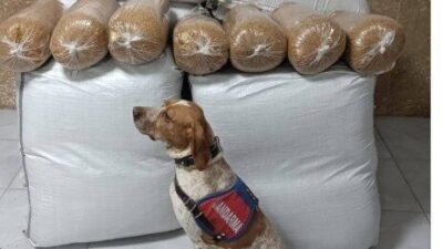 Kırşehir İl Jandarma Komutanlığı, Kayseri–Kırşehir karayolunda yaptığı yol kontrolünde bir