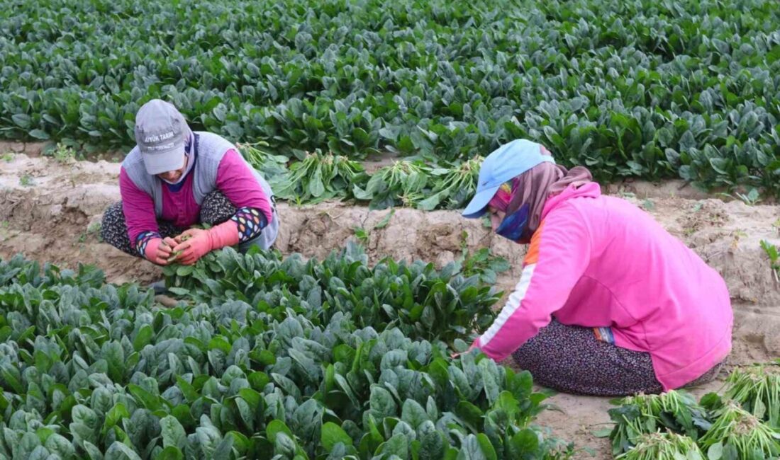Menemen’de ıspanak hasadı sürerken çiftçiler fiyat farklarından şikayetçi İzmir Menemen'de ıspanak hasadı sürüyor. Turgay Yıldırım, ıspanağın fiyatının tarladan