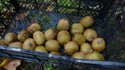 Yalova Ziraat Odası Başkanı Şaban Beşli, bu yıl zirai don