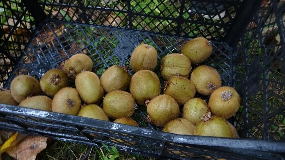 Yalova Ziraat Odası Başkanı Şaban Beşli, bu yıl zirai don