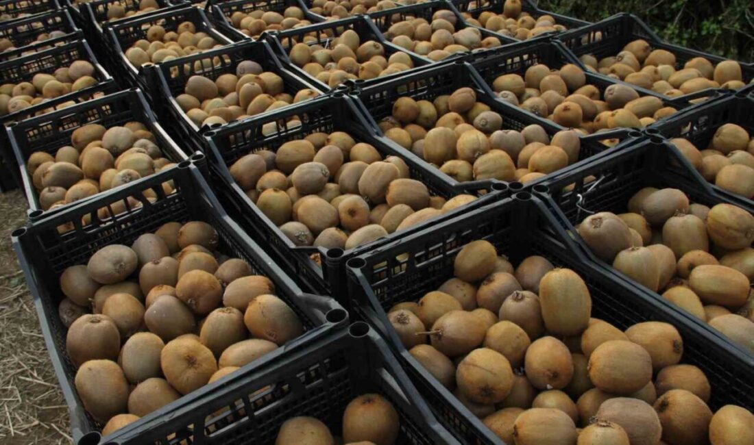 Çarşamba Ovası’nda Kivi Hasadı Rekor Seviyeye Ulaştı: 13 Bin 800 Ton Elde Edildi Samsun'un Çarşamba Ovası'nda bu yıl 13 bin 800 ton kivi