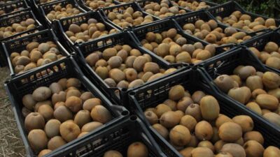 Samsun'un Çarşamba Ovası'nda bu yıl 13 bin 800 ton kivi