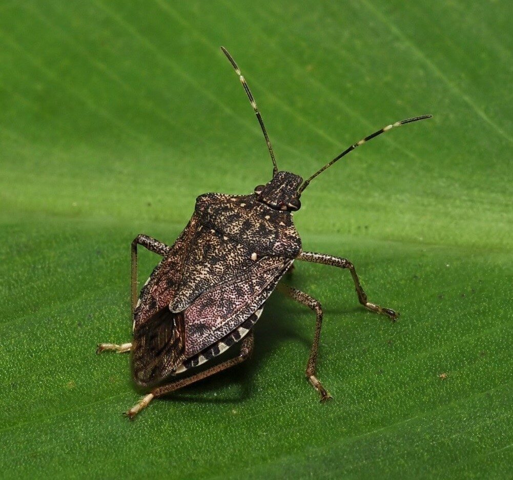 Karadeniz Bölgesi'nde fındık üretimine ciddi zarar veren kahverengi kokarcanın, bu