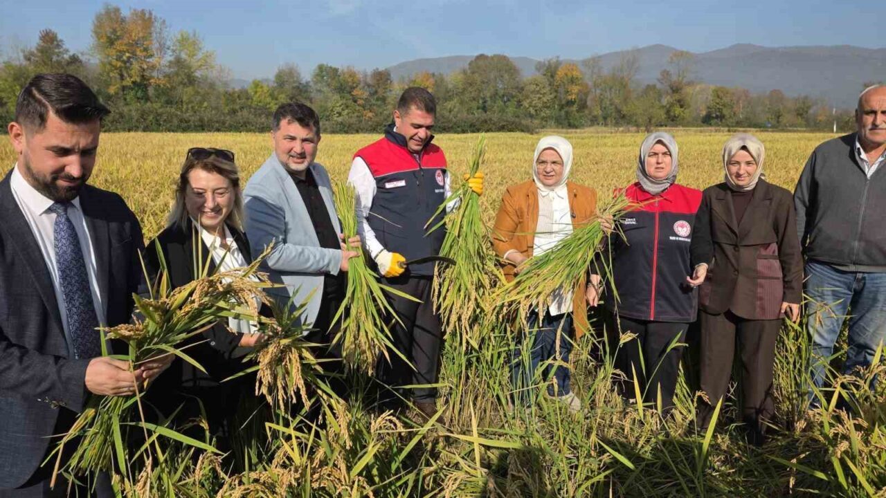 Düzce'de düzenlenen Konuralp pirinci hasat şenliğinde, sulama sistemleri sayesinde ekim