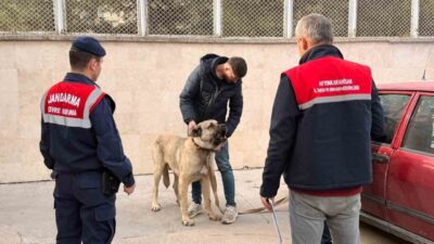 Afyonkarahisar'ın Çayırbağı beldesinde jandarma, dron kullanarak köpek dövüştüren 12 kişiyi