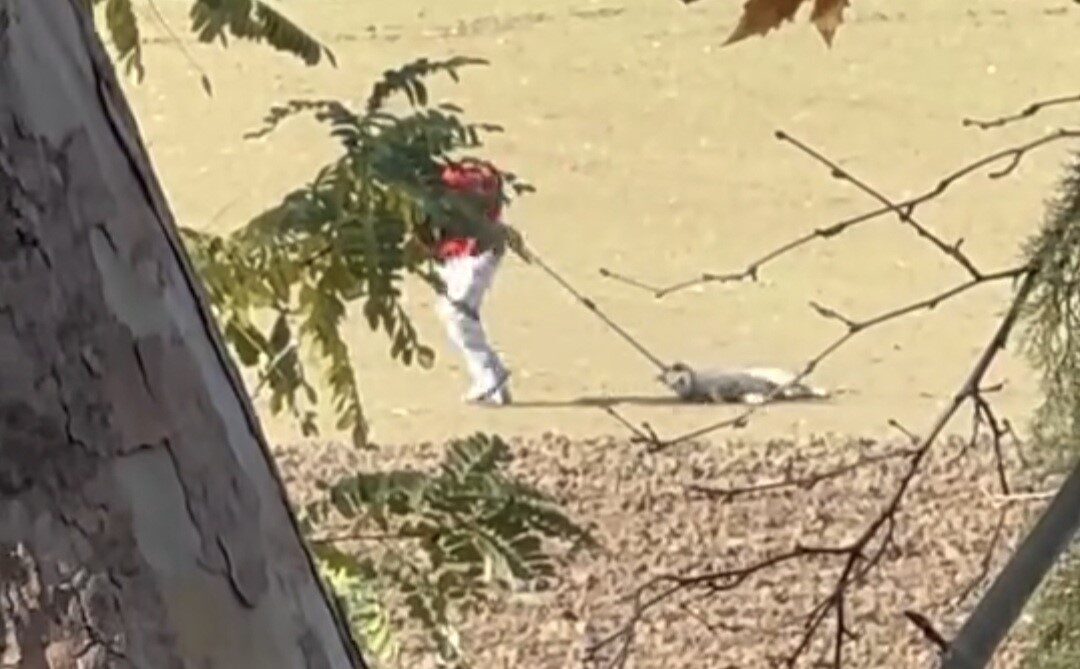 Edirne Belediyesi'nin sokak hayvanlarını toplama çalışmaları tepkilere neden oldu. Karaağaç