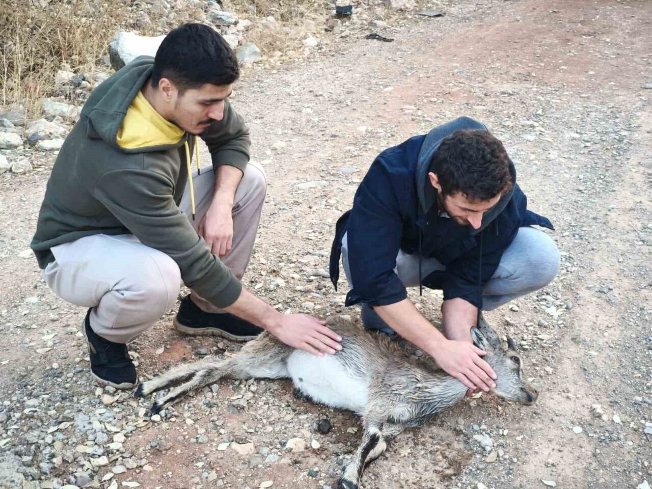 Tunceli’de Mehmet Furkan Aladağ ve kuzeni Abdulkadir Aladağ, sokak köpeklerinin
