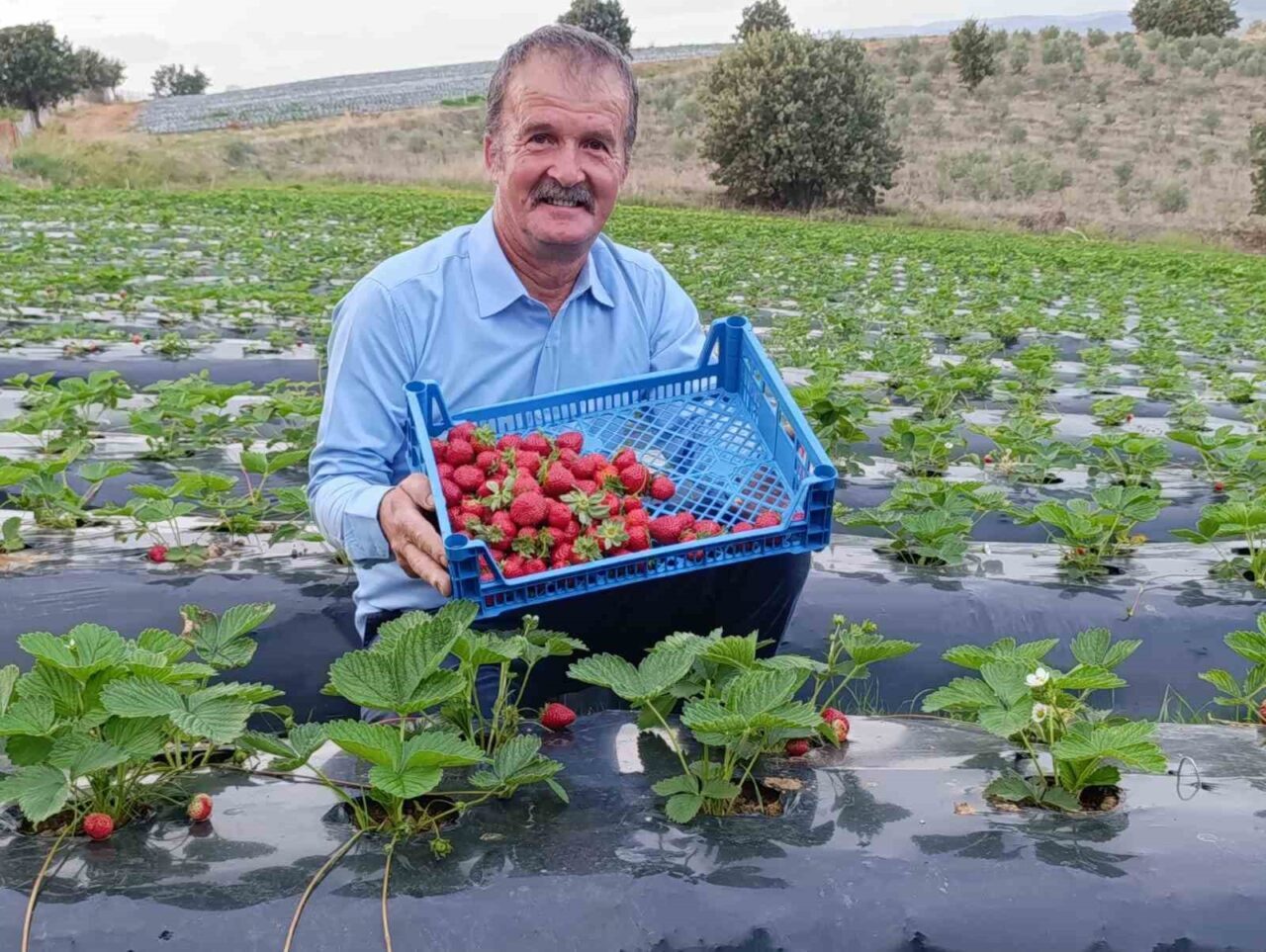 Manisa'nın Köprübaşı ilçesinde çilek üretimi yıl boyunca devam ediyor. Kasım