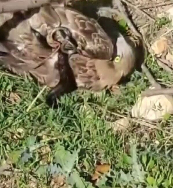 Hatay’da Yılan ve Kartal Arasındaki Çağrısı İzleyenleri Şaşırttı, Vatandaşların Müdahalesiyle Kartal Kurtarıldı Hatay'ın Altınözü ilçesinde bir kartal, yılanla olan mücadelesinde zor anlar