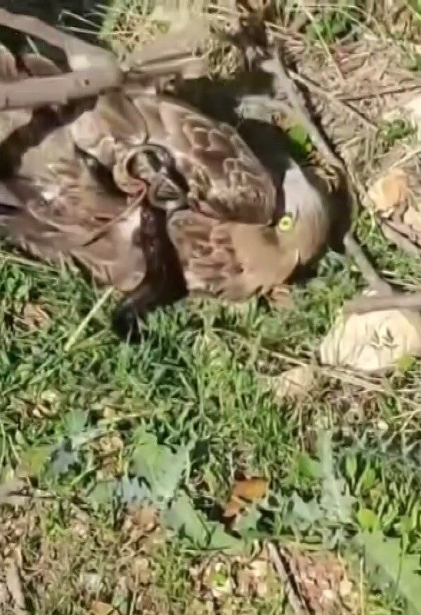 Hatay'ın Altınözü ilçesinde bir kartal, yılanla olan mücadelesinde zor anlar
