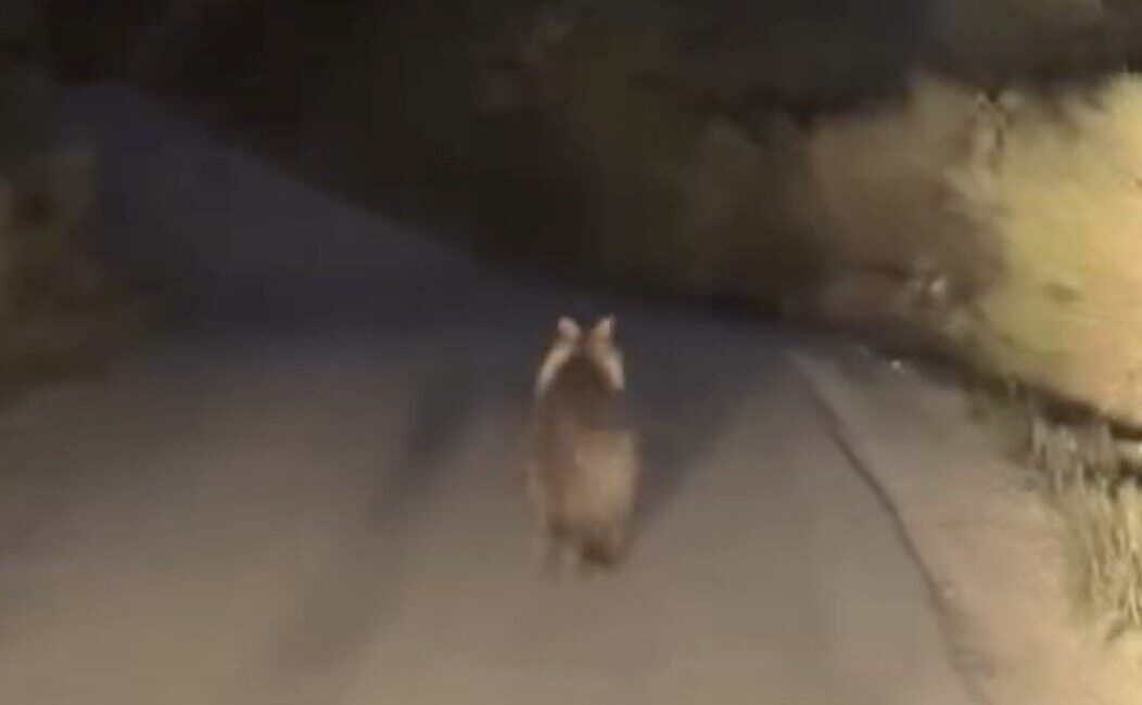 Çanakkale'nin Biga ilçesinde bir araç, Elmalı köyü yakınında önüne çıkan