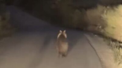 Çanakkale'nin Biga ilçesinde bir araç, Elmalı köyü yakınında önüne çıkan