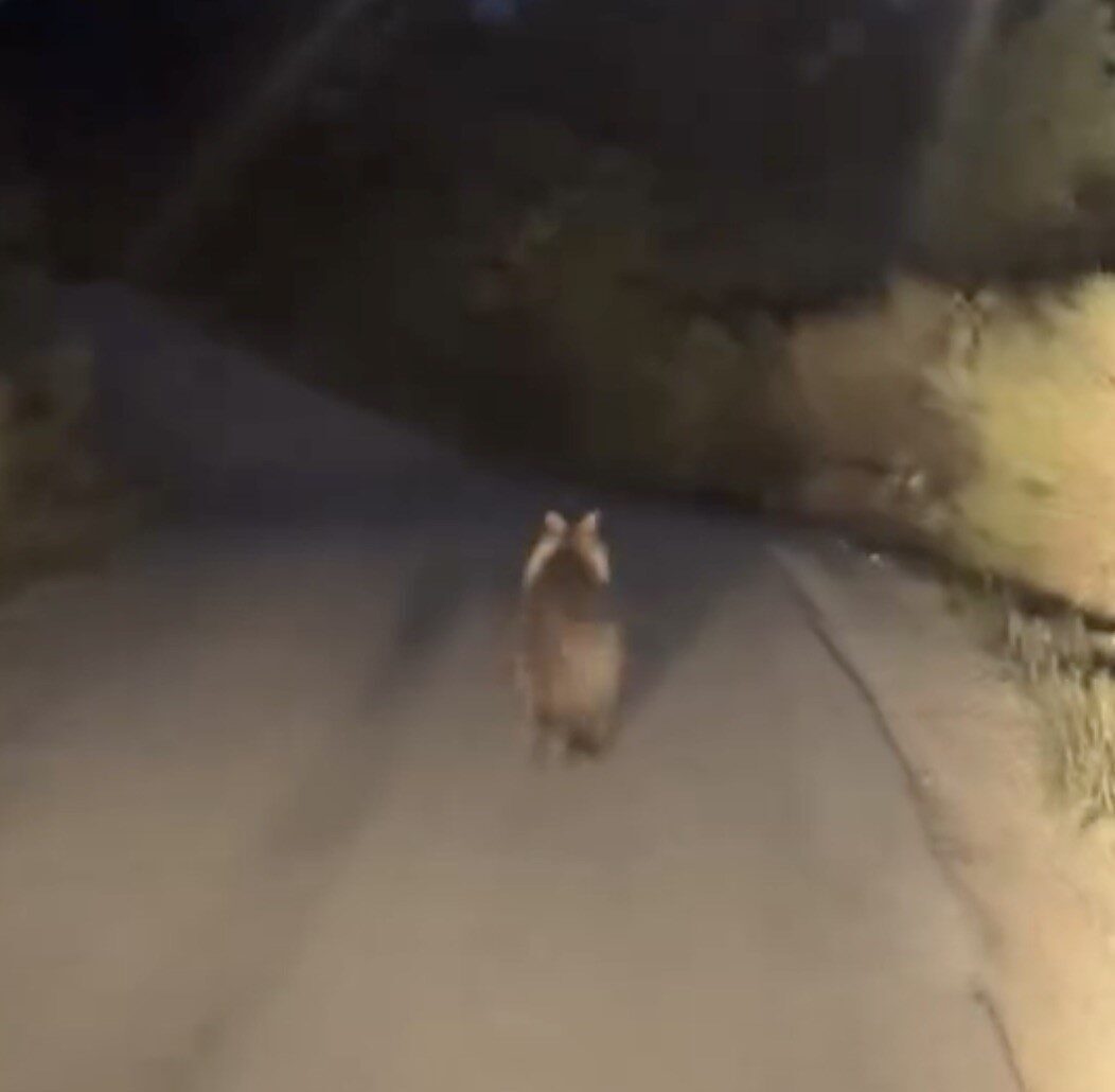 Çanakkale'nin Biga ilçesinde bir araç, Elmalı köyü yakınında önüne çıkan