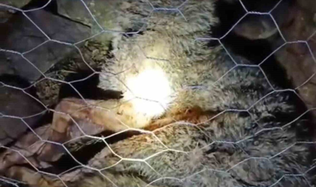 Trabzon'un Sürmene ilçesindeki Oylum mahallesinde, çoban köpekleri bir kurt saldırısını