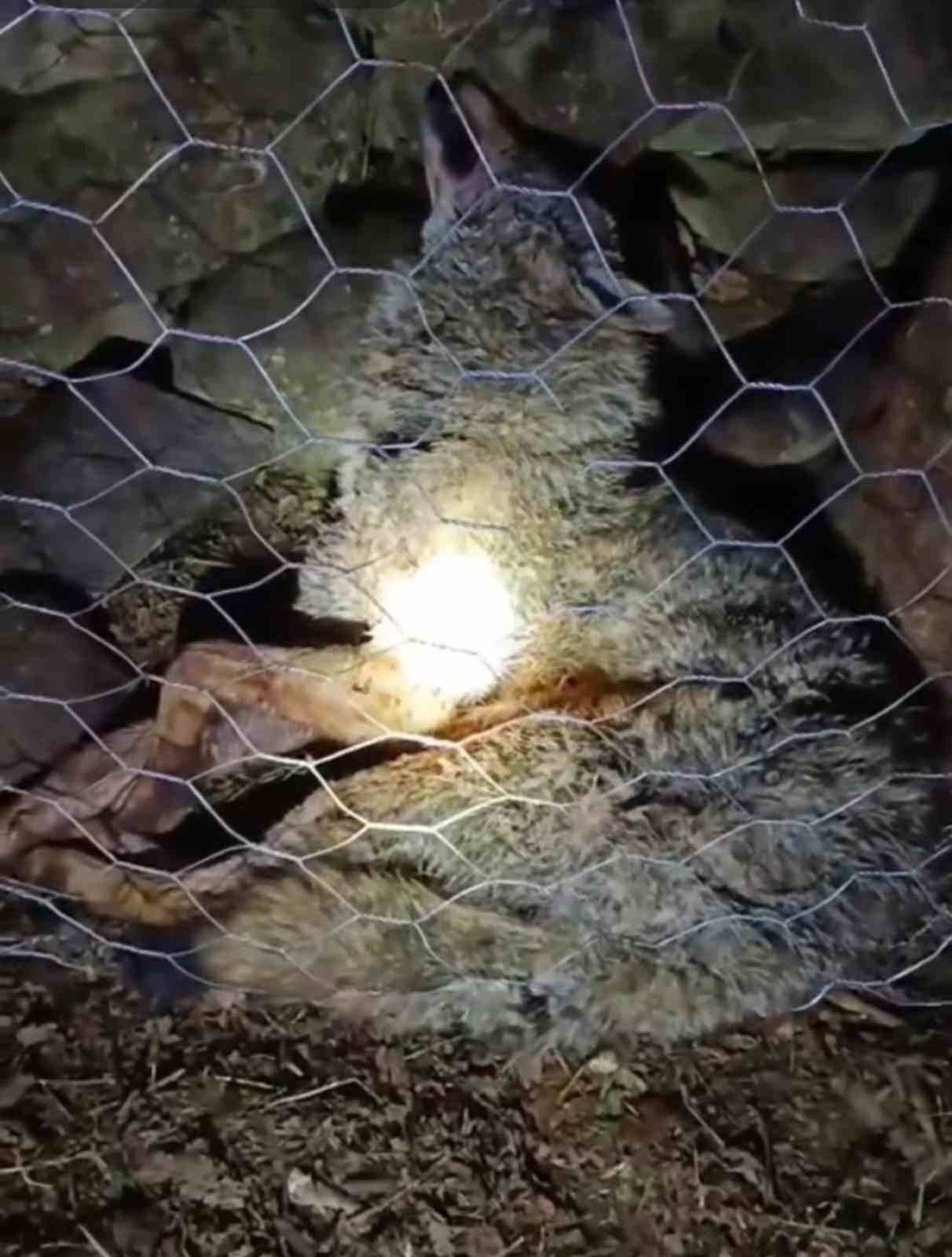 Trabzon'un Sürmene ilçesindeki Oylum mahallesinde, çoban köpekleri bir kurt saldırısını