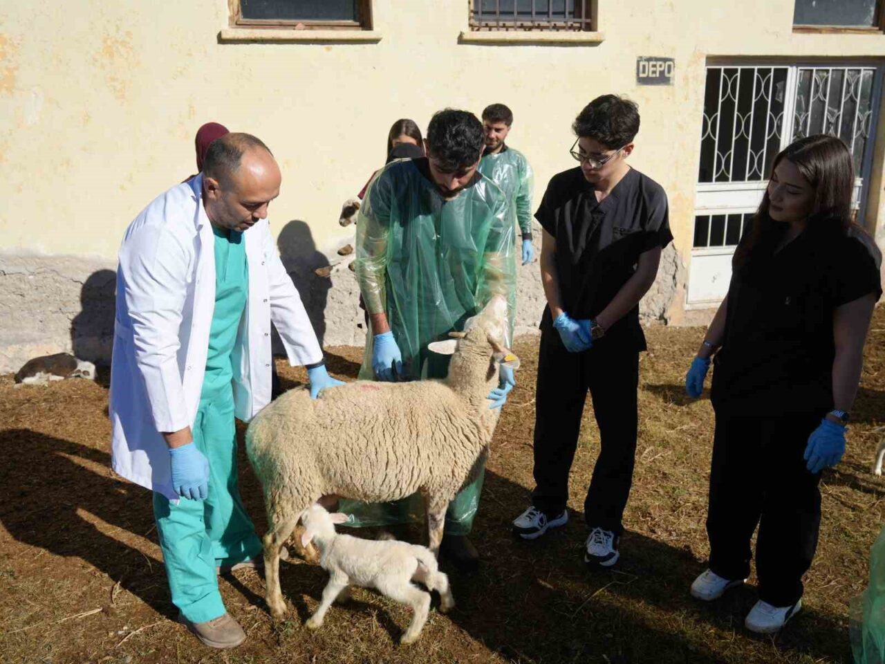 Kastamonu Üniversitesi’nde Kurulan Ünitede Küçükbaş Hayvancılıkta Rekor Üretim Gerçekleşti