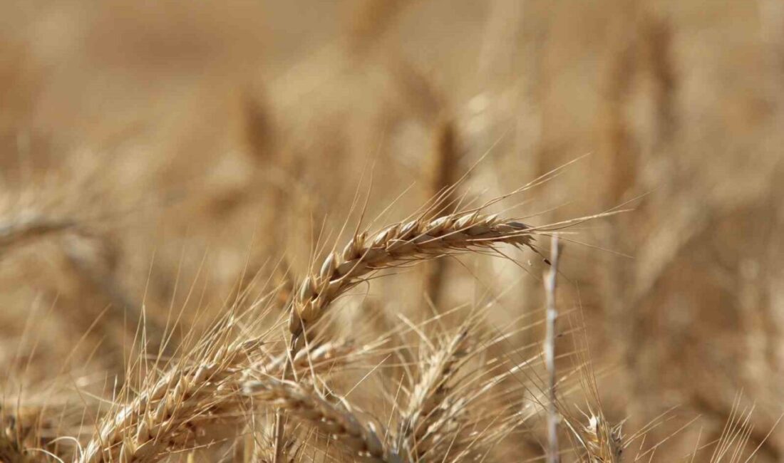 Uluslararası Hububat Konseyi, 2025-2026 dönemi için dünya tahıl üretiminin 2