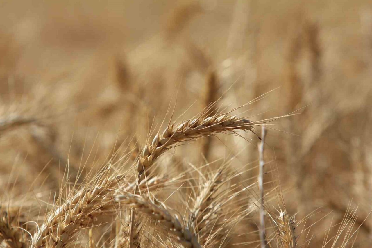 Uluslararası Hububat Konseyi, 2025-2026 dönemi için dünya tahıl üretiminin 2