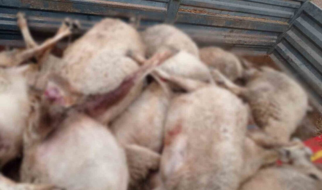 Çorum'un Sungurlu ilçesindeki Güvendik köyünde bir kurt sürüsü, Nuri Y.,