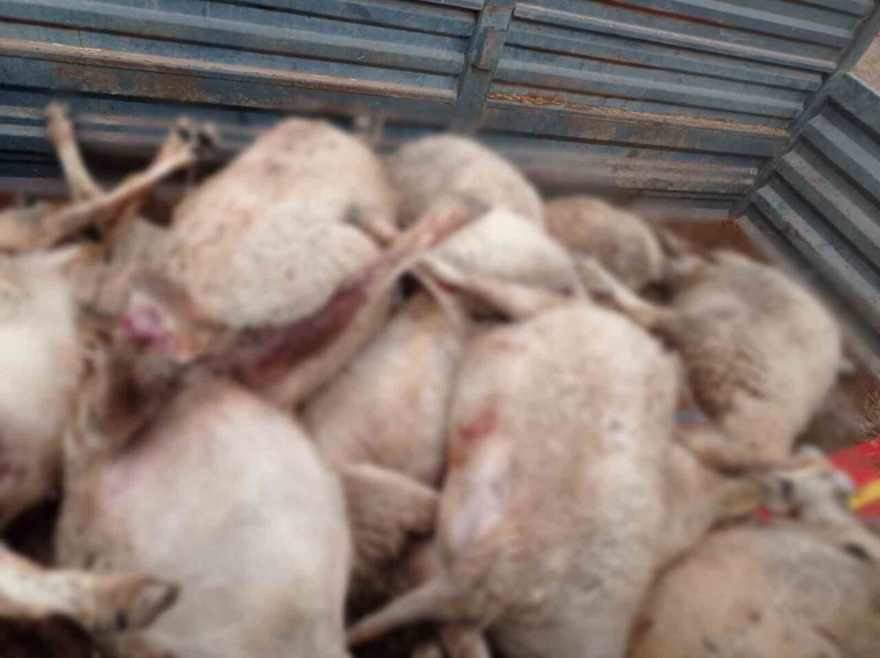 Çorum'un Sungurlu ilçesindeki Güvendik köyünde bir kurt sürüsü, Nuri Y.,