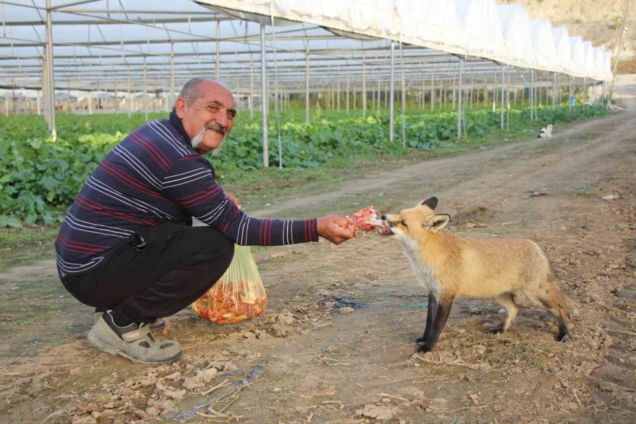 Amasya'nın Büyük Kızılca köyünde, Necati Sarı ve Ömer Sarı adındaki