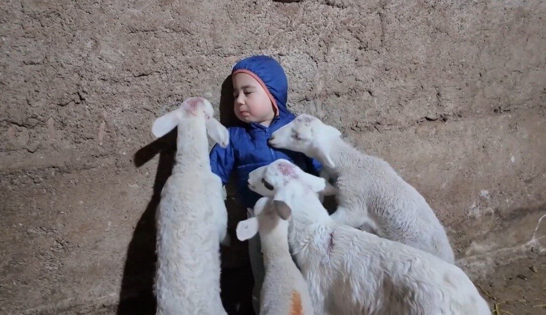 Kuzuların arasındaki minik çocuğun “Beni yiyorlardı” yanıtı babasını güldürdü Eskişehir’in Seyitgazi ilçesinde yaşayan Orhun Topkaya, 3 yaşındaki oğlu Yusuf