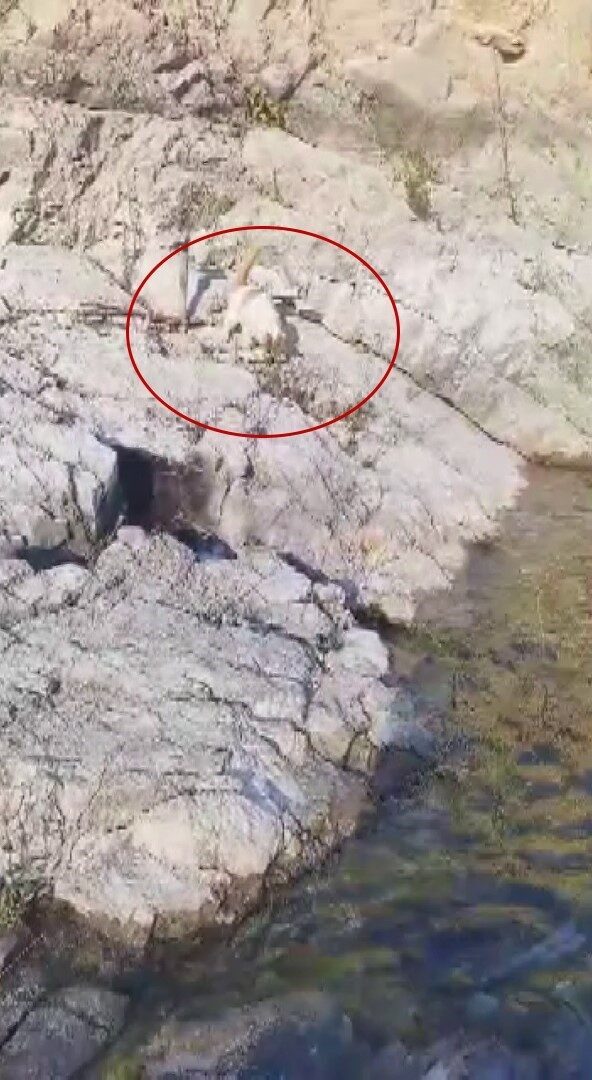 Malatya'nın Arapgir ilçesinde Akın Bilal Akkoç, gölette yakaladığı balığı aç