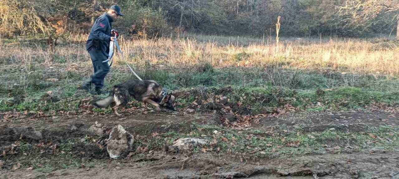 Bilecik’te Mantar Toplamak İçin Ormana Giren Kişi Kayıp, Arama Çalışmaları Devam Ediyor