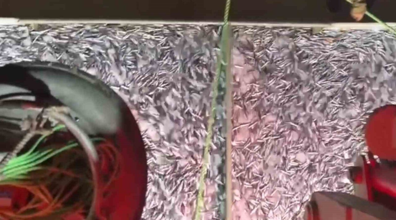 Karadenizli balıkçılar, Marmara Denizi'nde gerçekleştirdikleri avda bin kasa hamsi ve