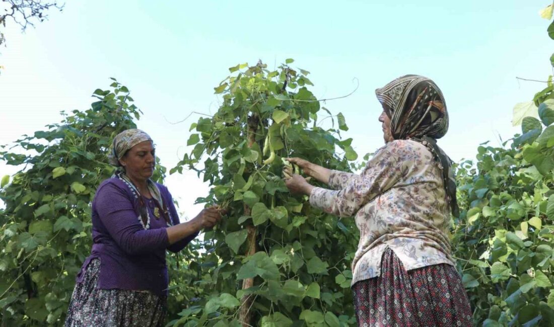 Mersin Büyükşehir Belediyesi, Gülnar'ın Şeyhömer Mahallesi'nde yetişen Leklek Fasulyesi'nin üretimini